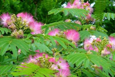 Mimosa Hostilis is a great medicinal plant