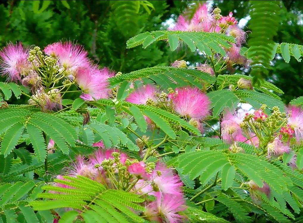The 7 Incredible Things about Mimosa Hostilis